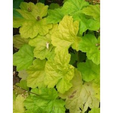 Żurawka (Heuchera hybrida) World Caffe Romano