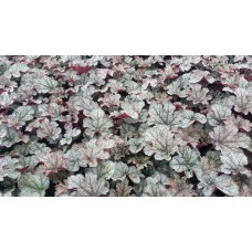 Żurawka (Heuchera hybrida) World Caffe Corretto