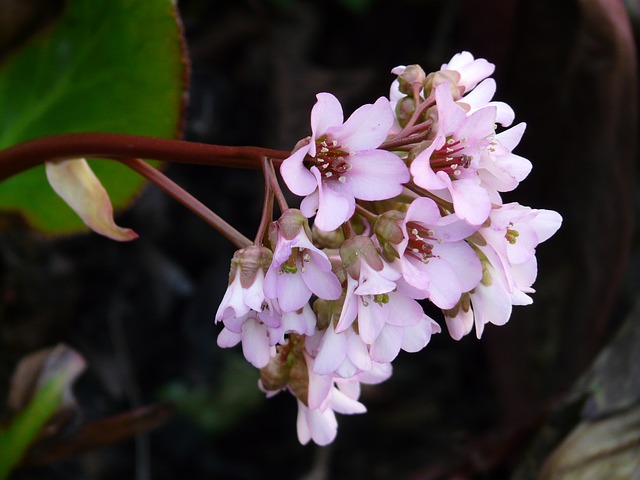 bergenia jasnoróżowa