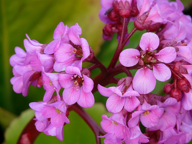 bergenia różowa