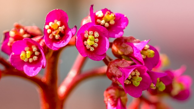 bergenia